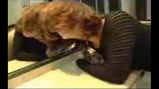 Masturbatioun an Arschfick